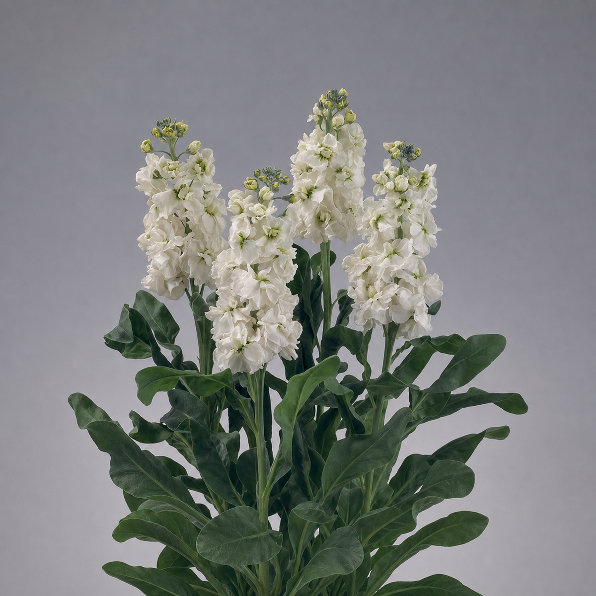 Stocks Noble White Seeds - Ubuntuberg Seeds product image
