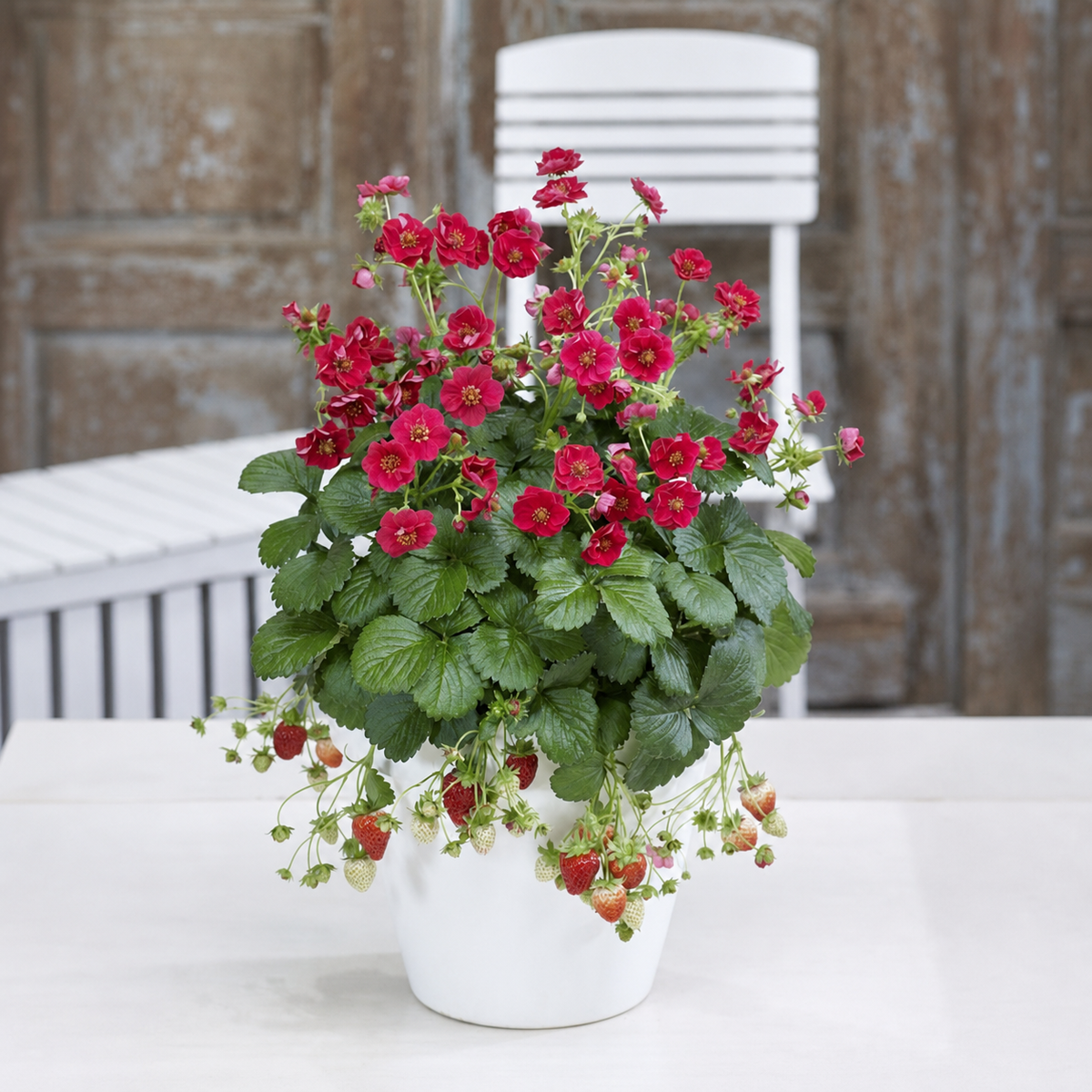 STRAWBERRY F1 SUMMER BREEZE ROSE