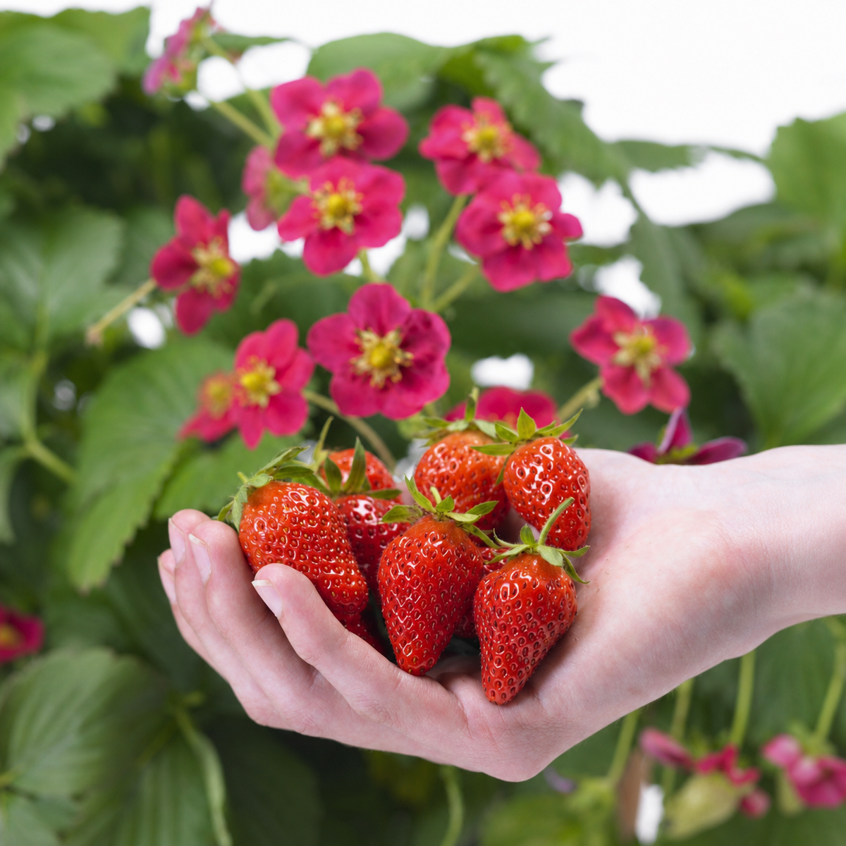 STRAWBERRY TOSCANA