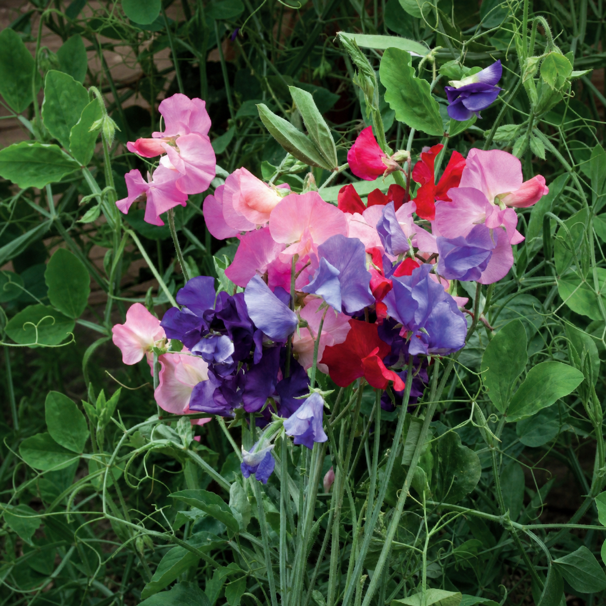 SWEETPEA BIJOU MIX