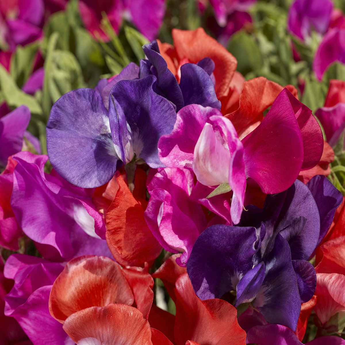 SWEETPEA CUPID MIX