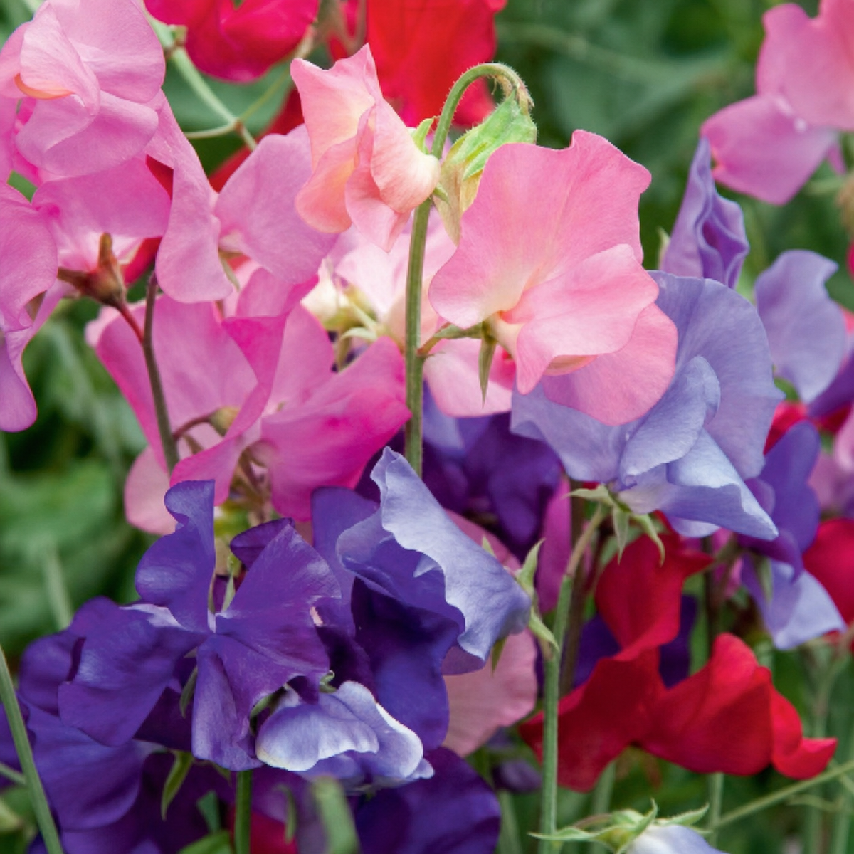 SWEETPEA MAMMOTH MIX