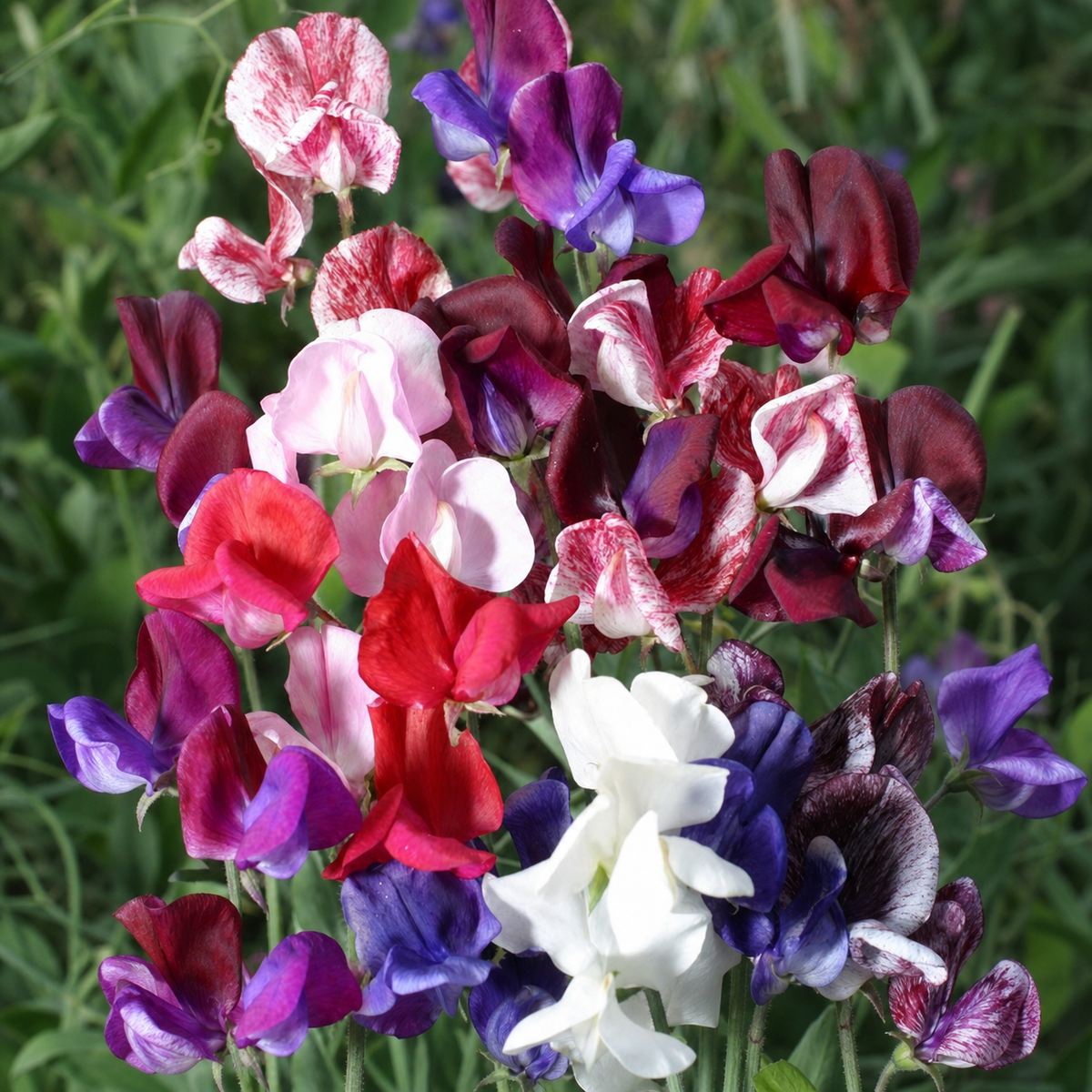 SWEETPEA OLD SPICE MIXED