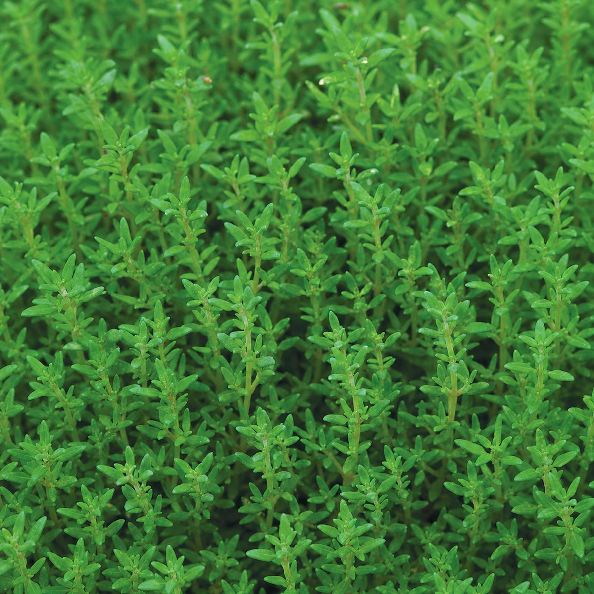 Thyme Summer Seeds - Ubuntuberg Seeds product image