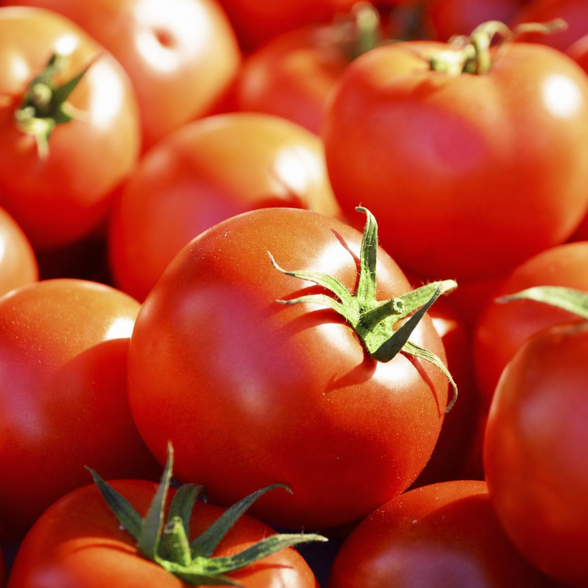 TOMATO FLORADADE