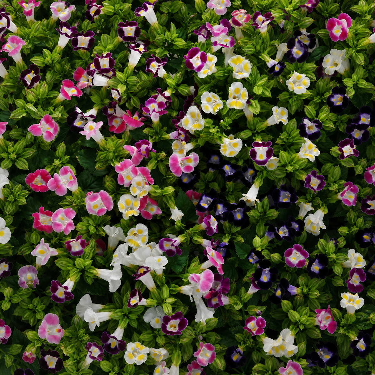 TORENIA KAUAI MIX