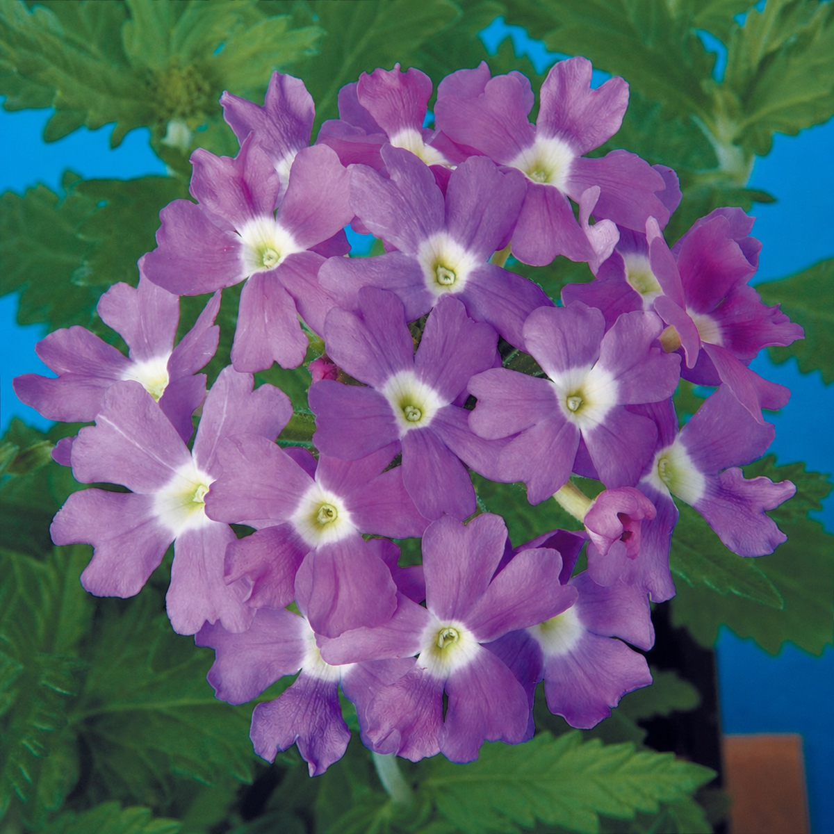 Verbena Obsession Blue With Eye