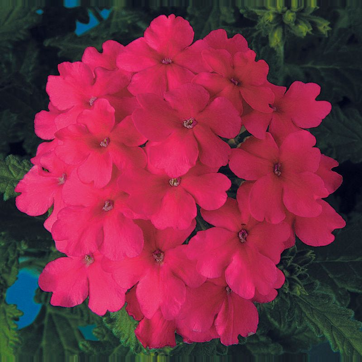 Verbena Obsession Pink