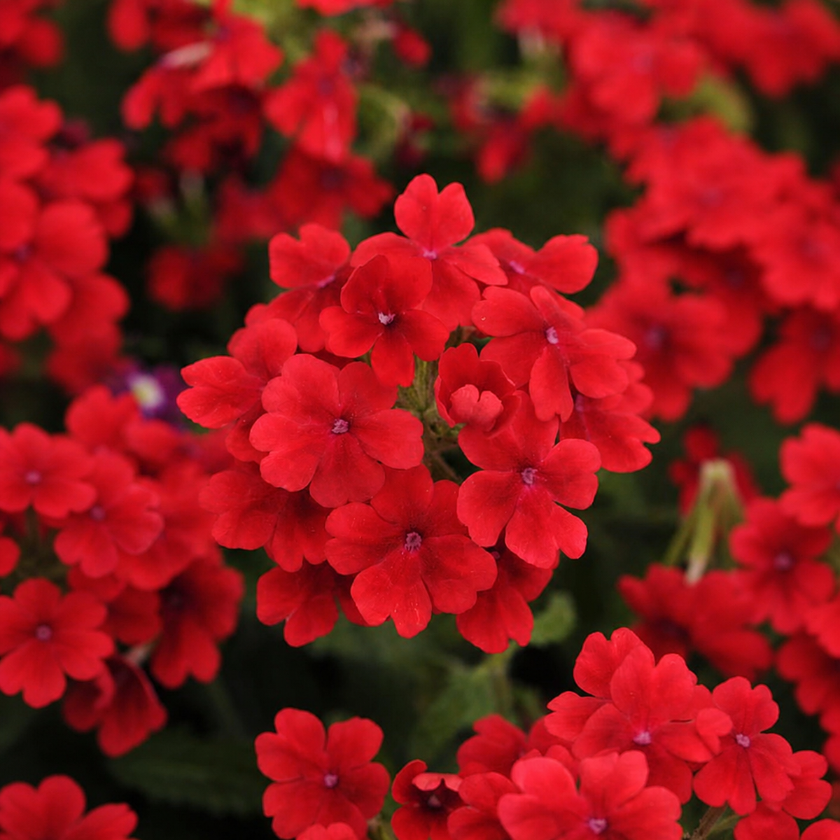 Verbena Quartz Scarlet Xp