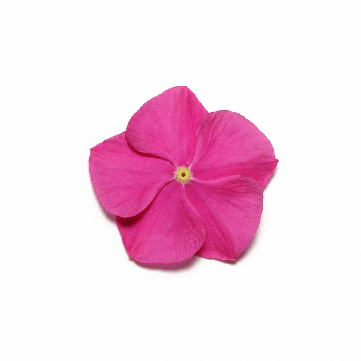 Vinca Pacifica Deep Orchid Xp
