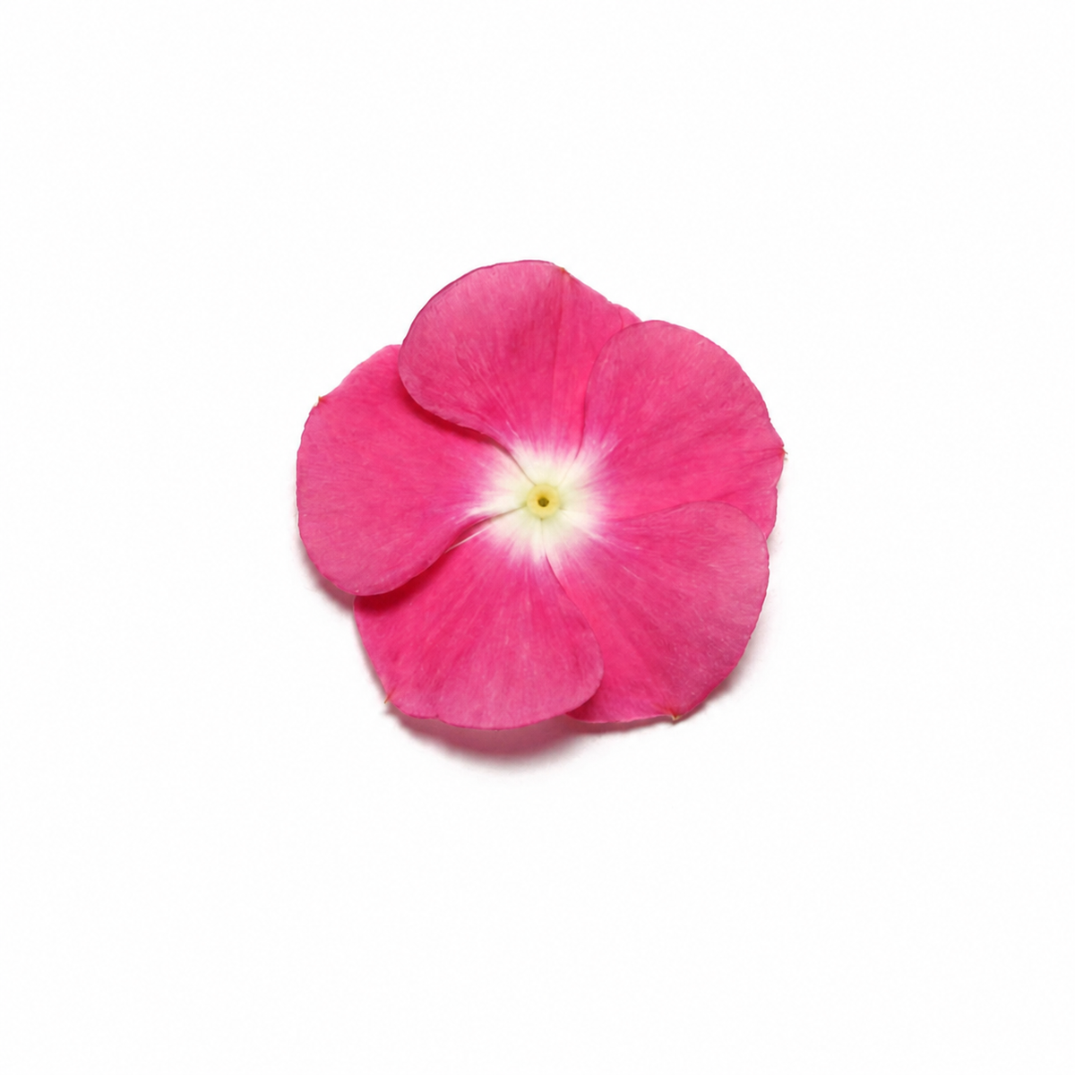 Vinca Pacifica Halo Magenta Xp