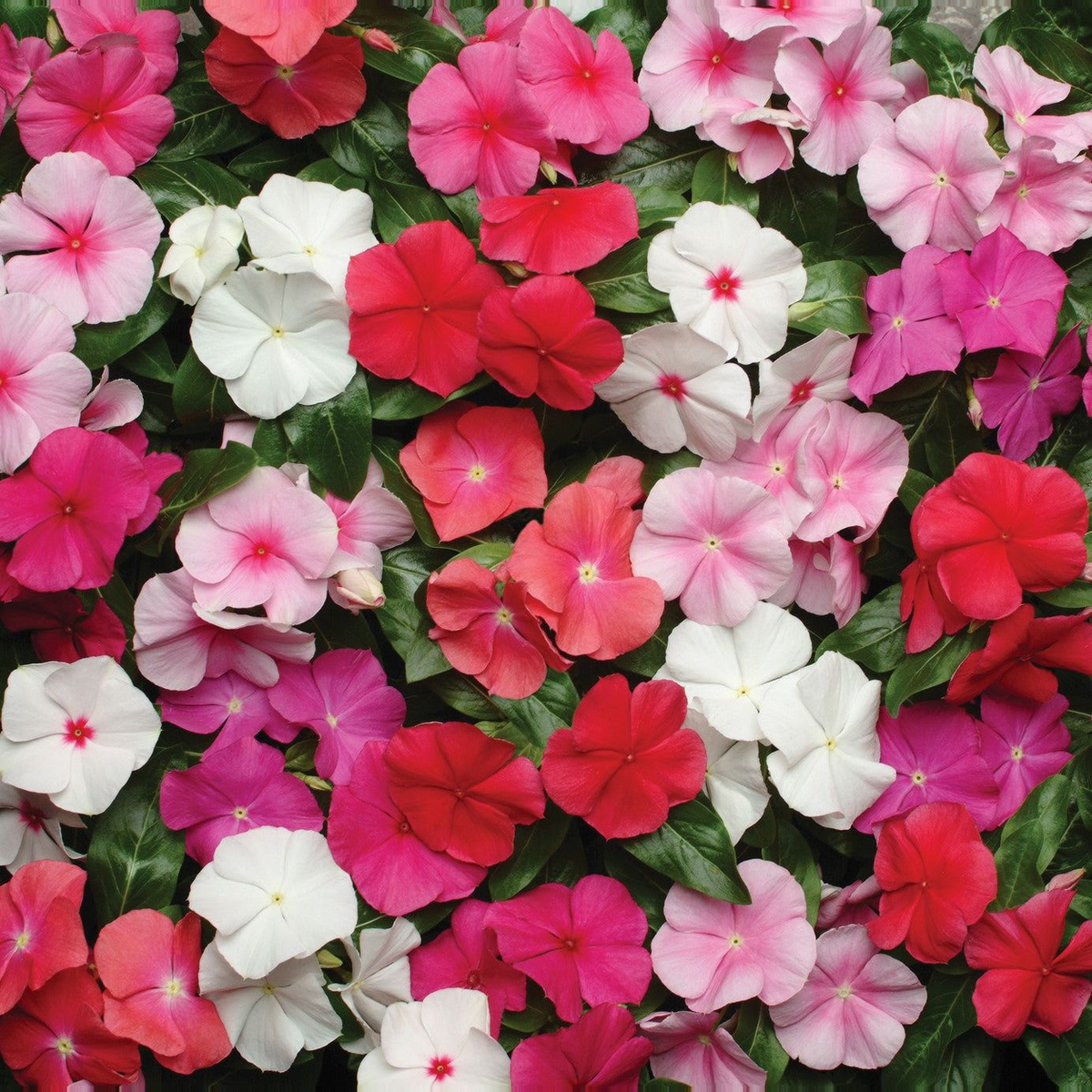 Vinca Pacifica Mix Xp