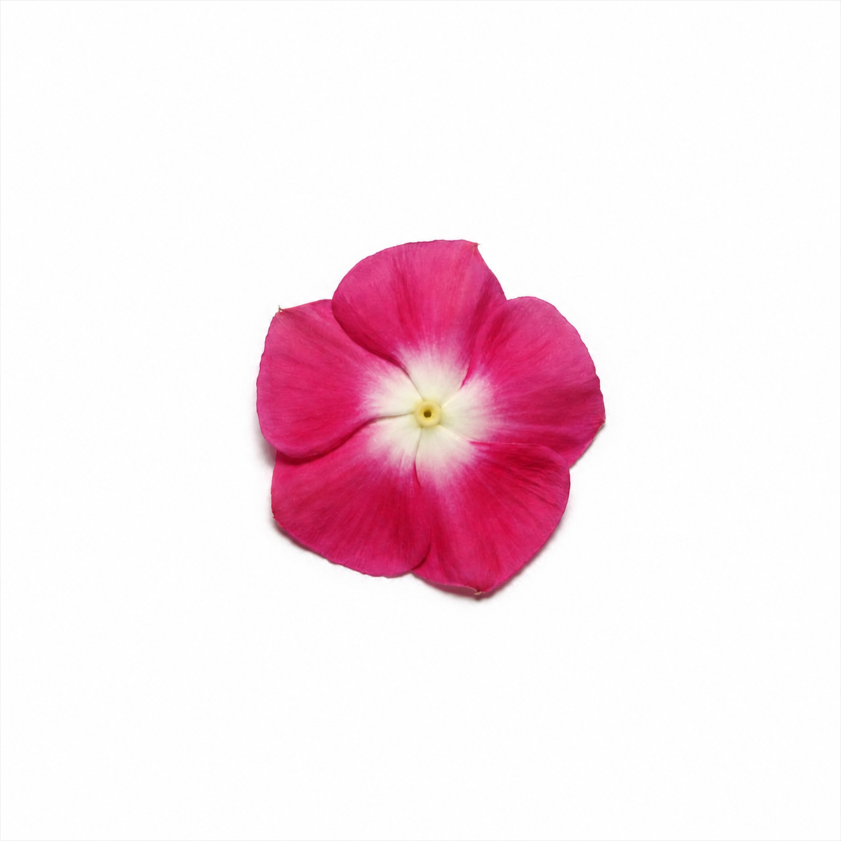 Vinca Pacifica Xp Burgundy Halo