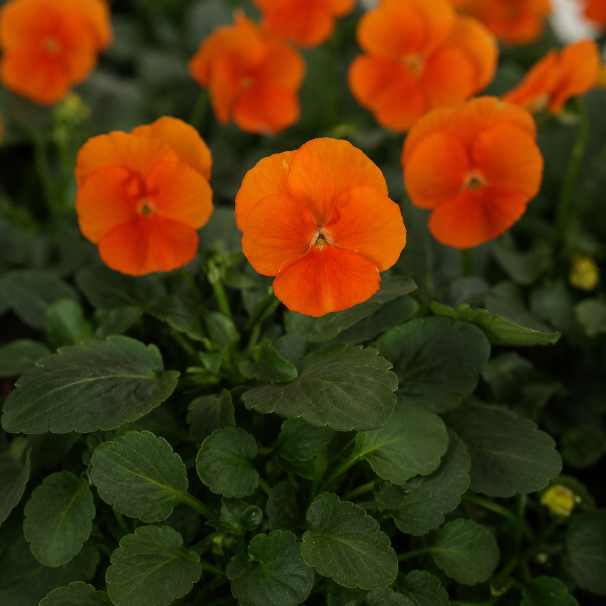 VIOLA SORBET DEEP ORANGE XP