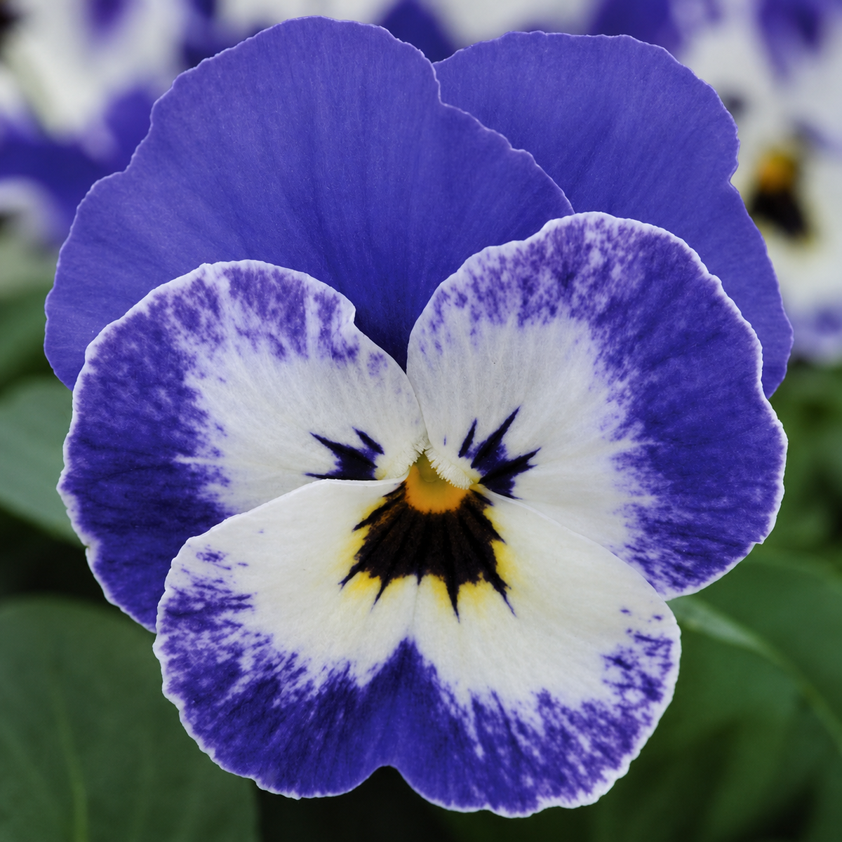 VIOLA SORBET DELFT BLUE XP