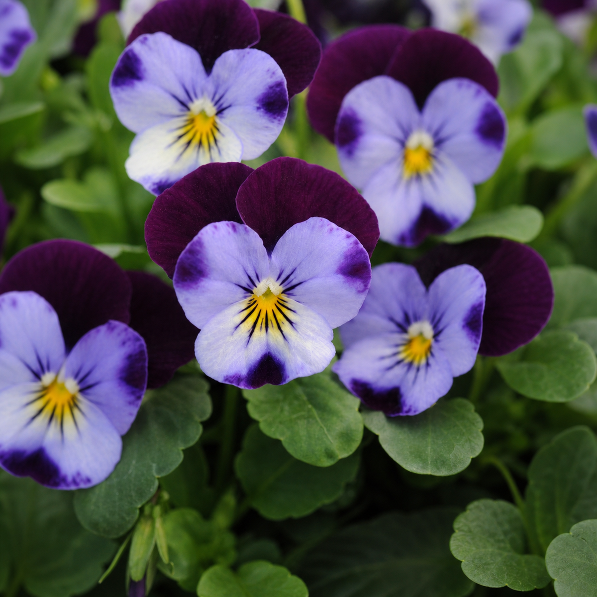 VIOLA SORBET DENIM JUMP UP XP