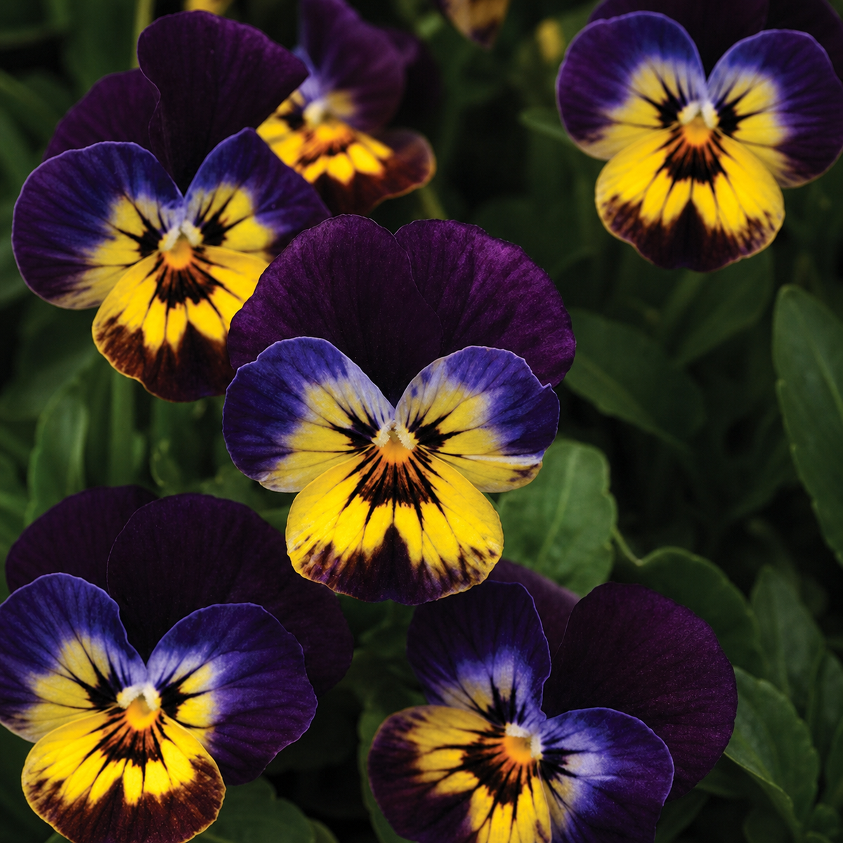 VIOLA SORBET MIDNIGHT GLOW