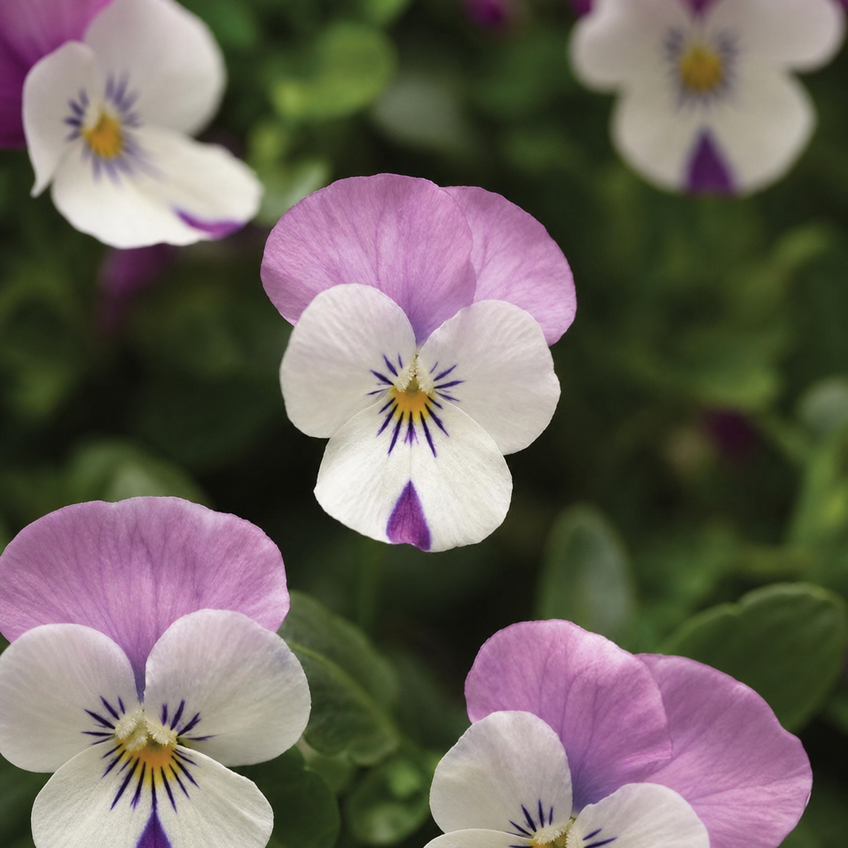 VIOLA SORBET PINK WING XP