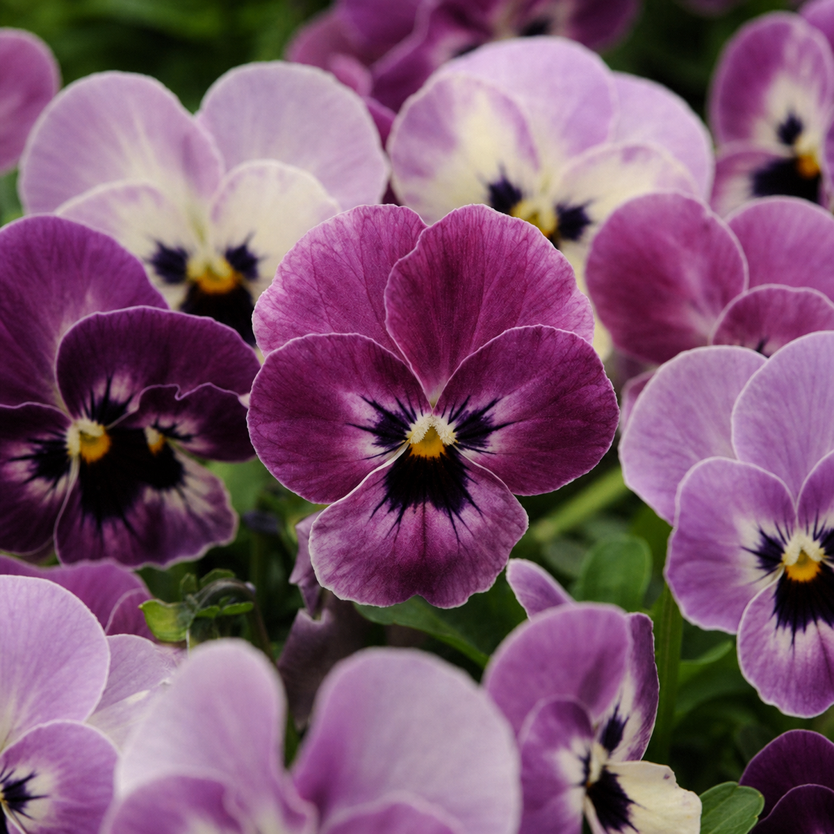 VIOLA SORBET RASPBERRY XP