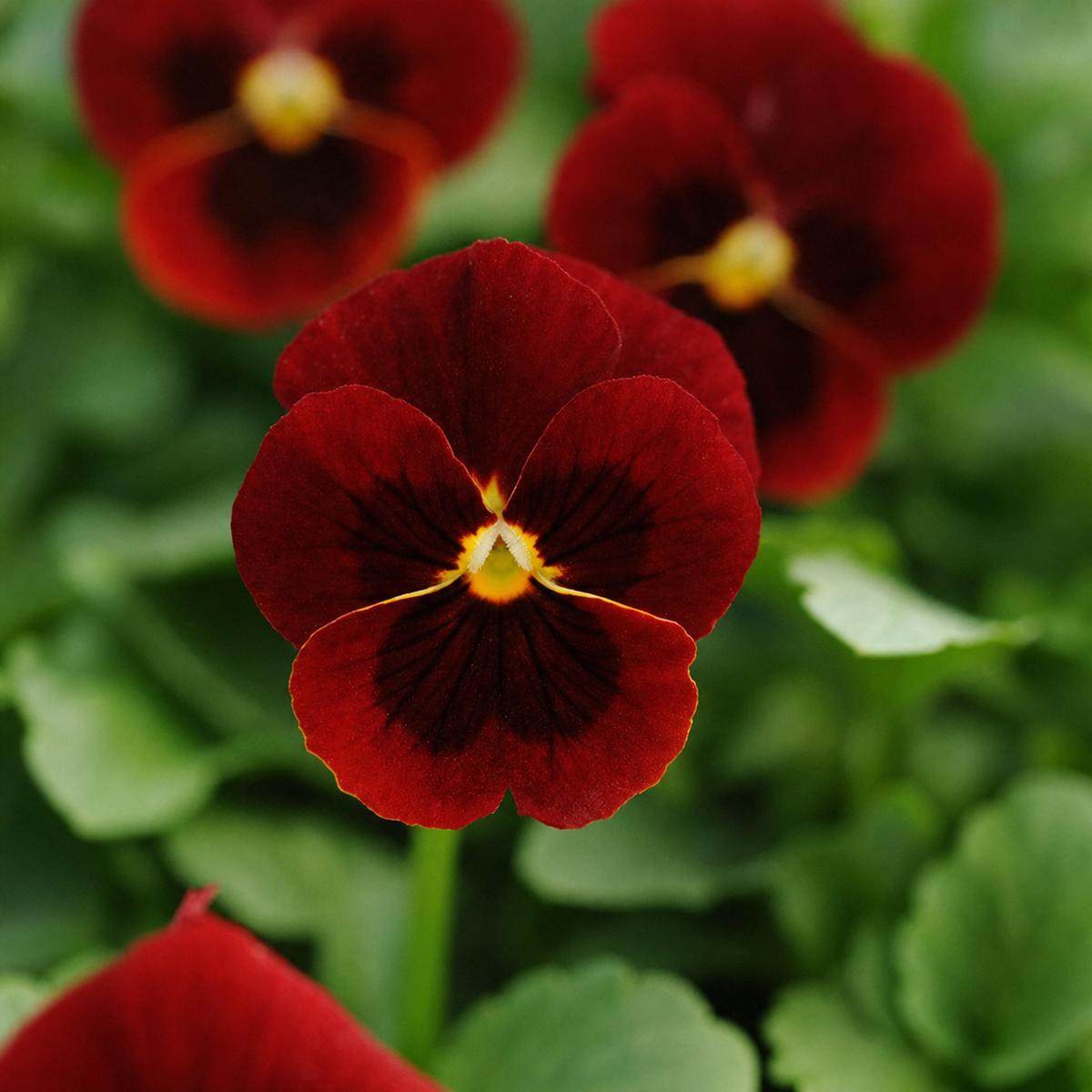 VIOLA SORBET RED BLOTCH XP