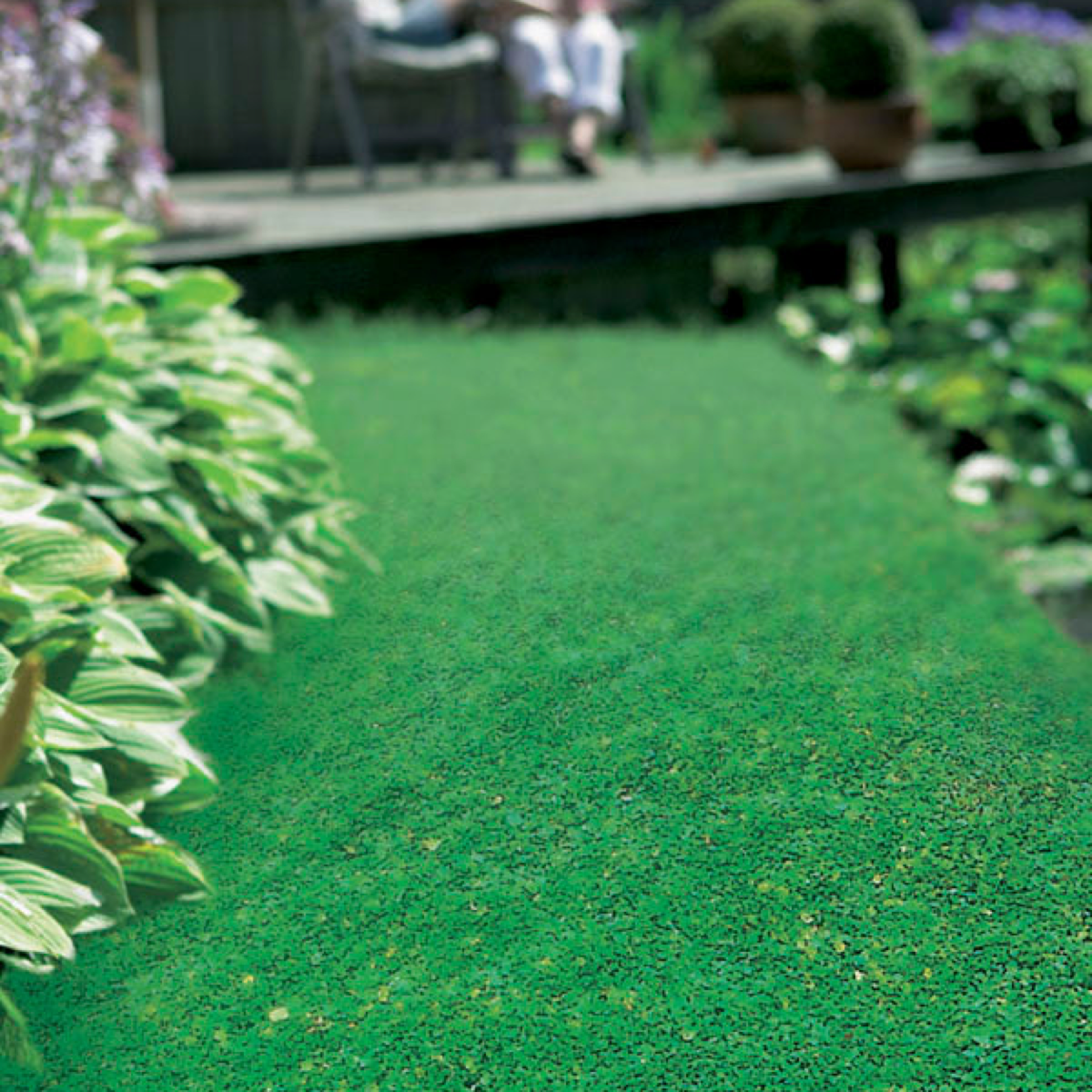Dense green Wonderlawn groundcover between garden beds