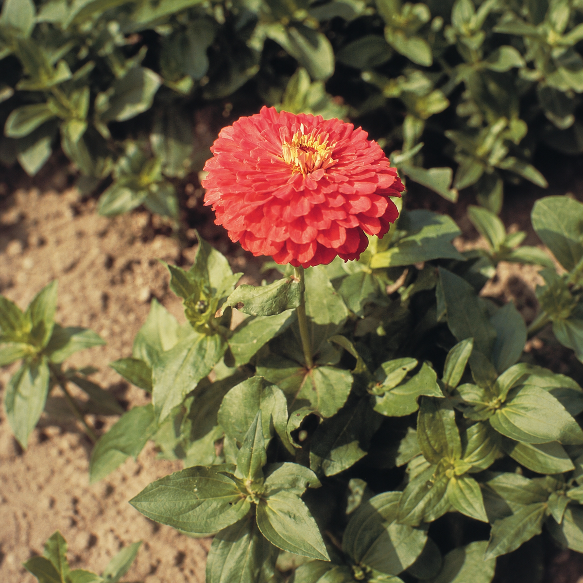 Zinnia Elegans Giant Coral