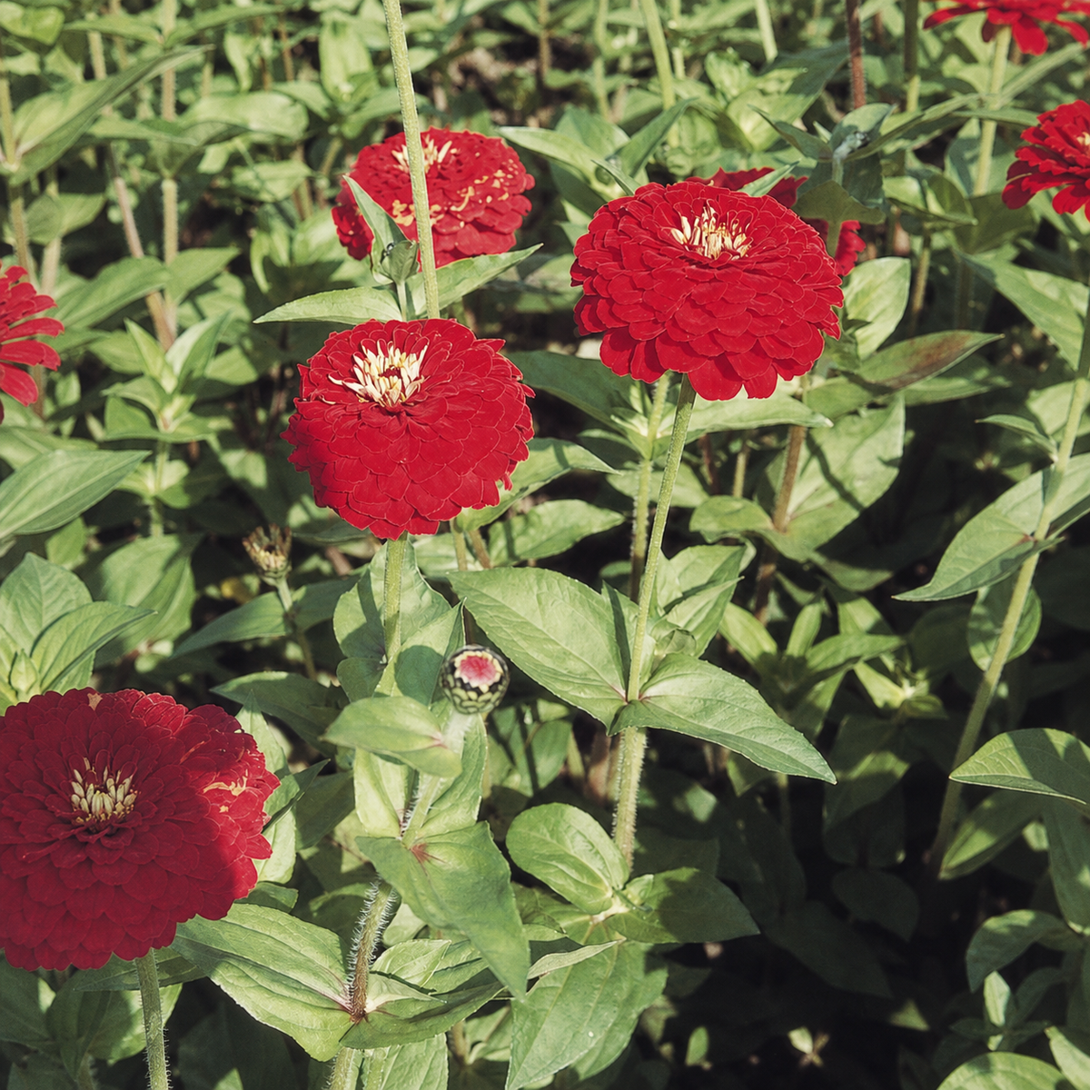 Zinnia Elegans Giant Deep Red