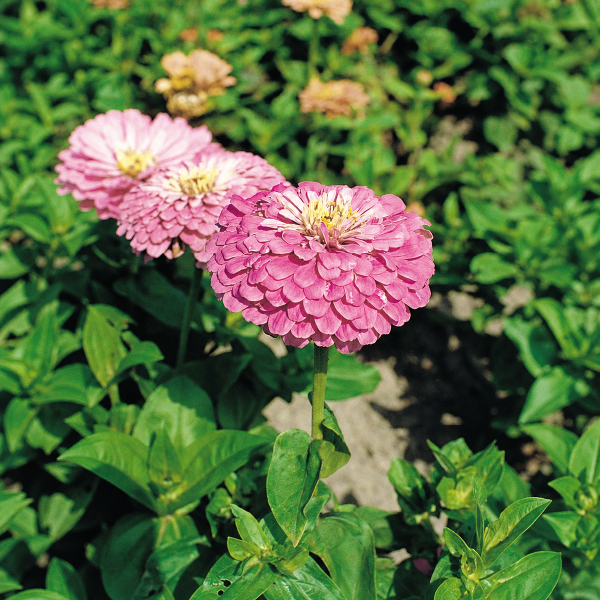 Zinnia Elegans Giant Lilac
