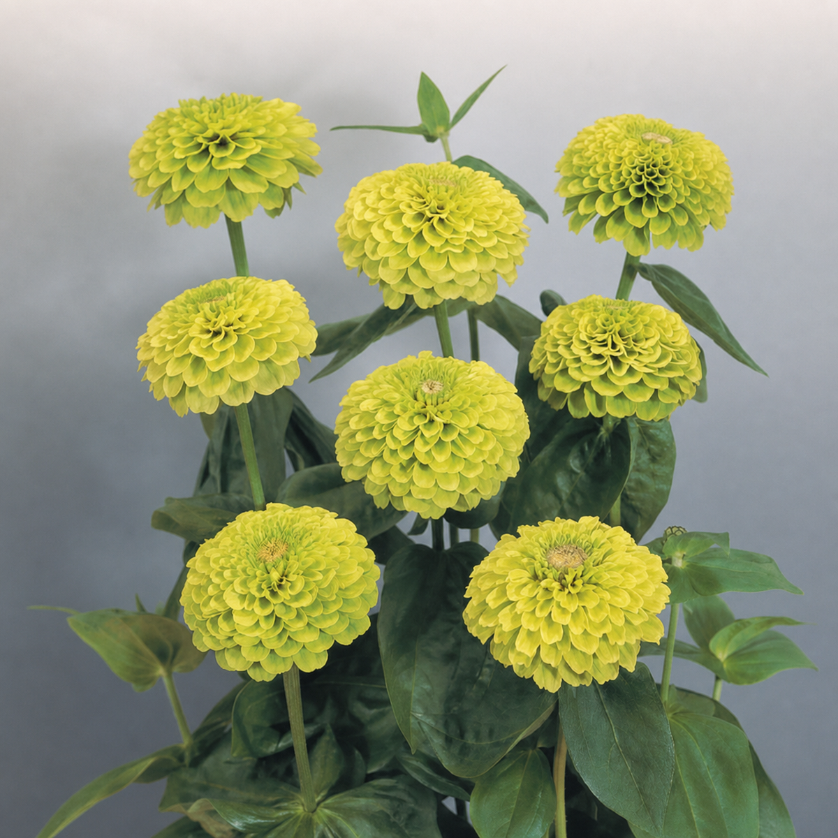 Zinnia Elegans Giant Lime