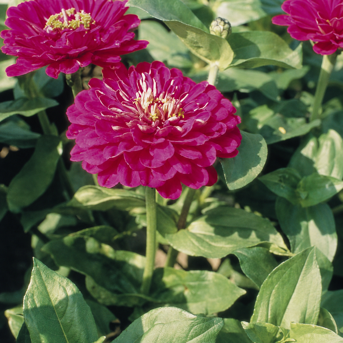 Zinnia Elegans Giant Purple