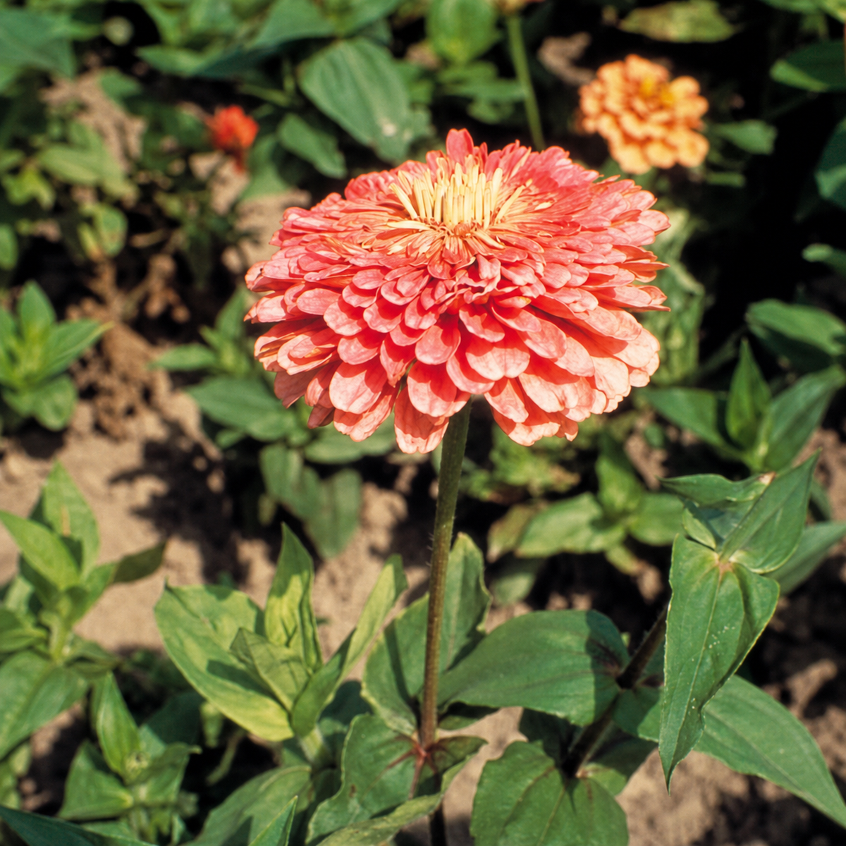 Zinnia Elegans Giant Salmon Rose