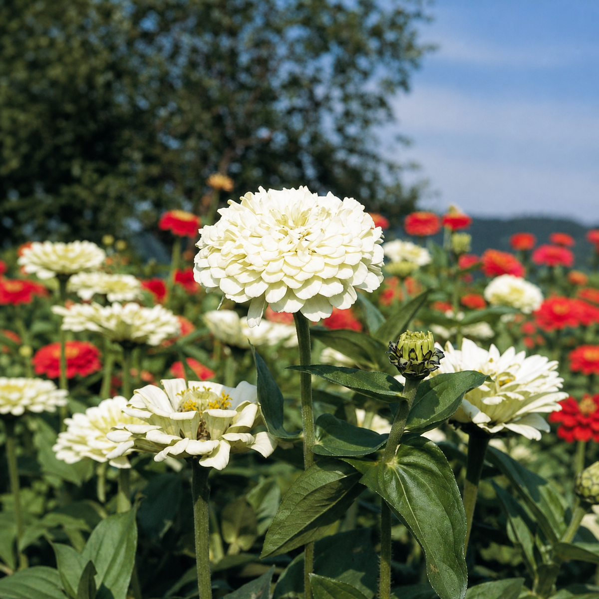 Zinnia Elegans Giant White