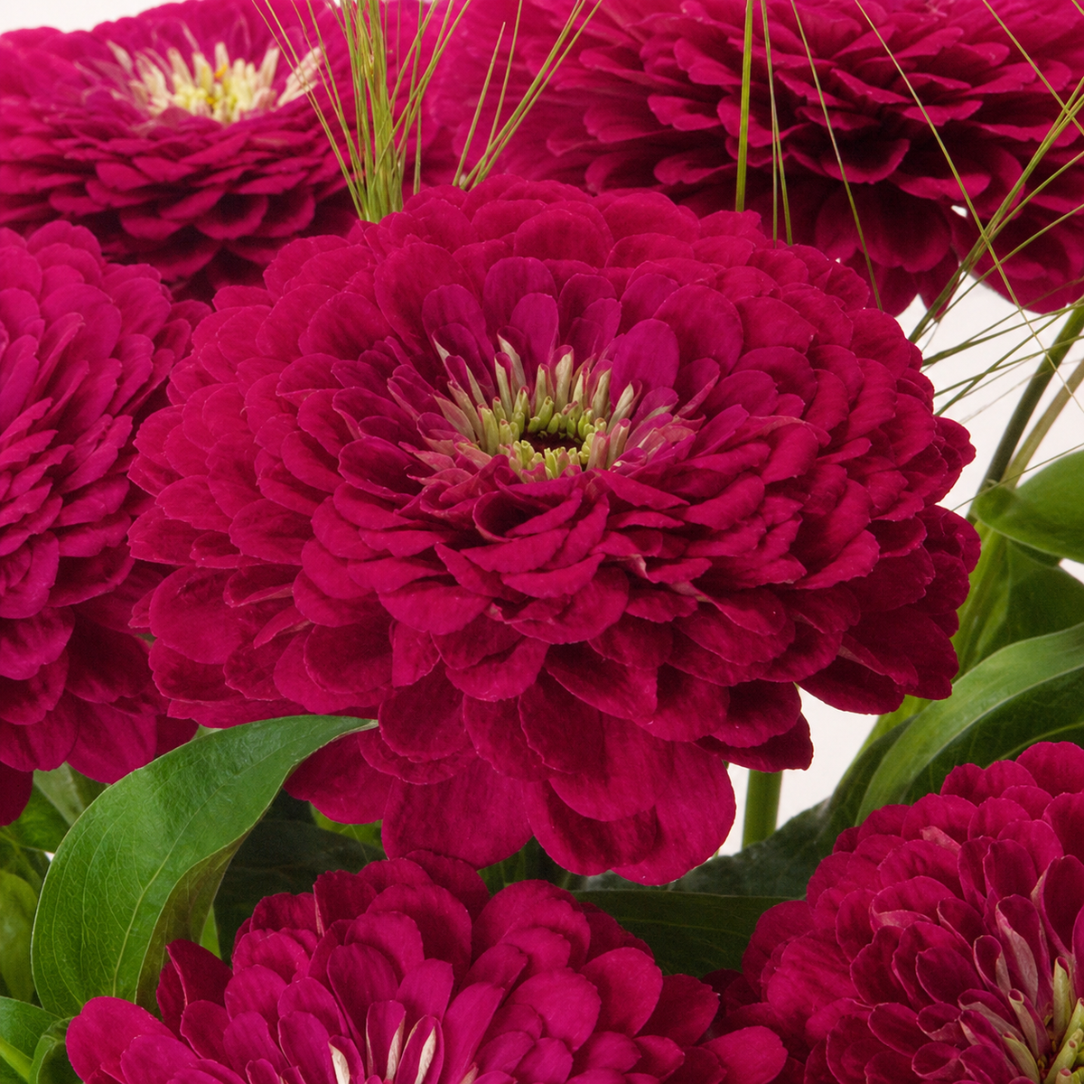 Zinnia Elegans Giant Wine