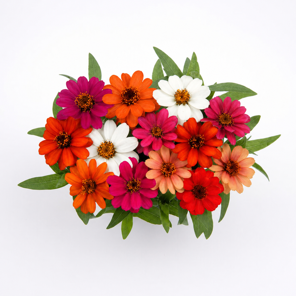 ZINNIA PROFUSION MIX