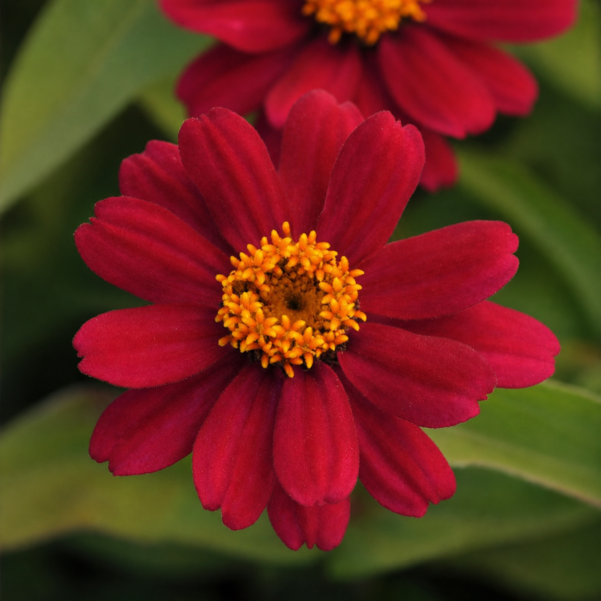 ZINNIA ZAHARA CHERRY