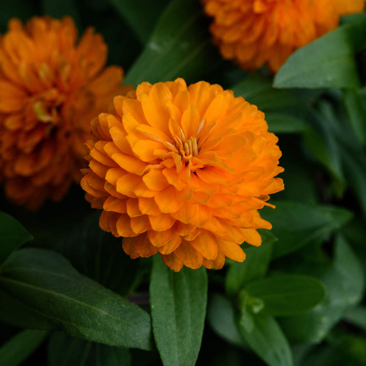 Ubuntuberg Zinnia Zahara Double Bright Orange Seeds