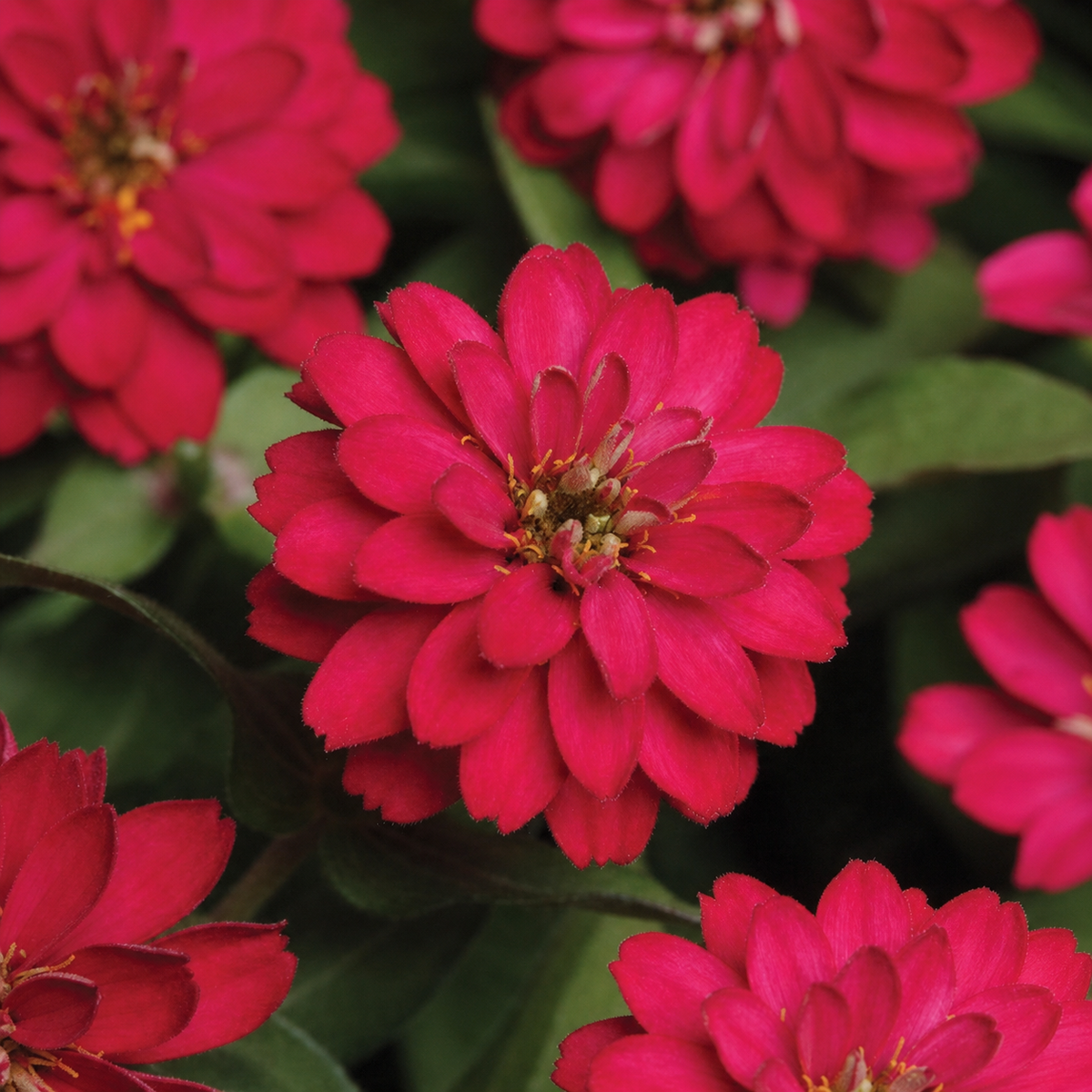 ZINNIA ZAHARA DOUBLE CHERRY