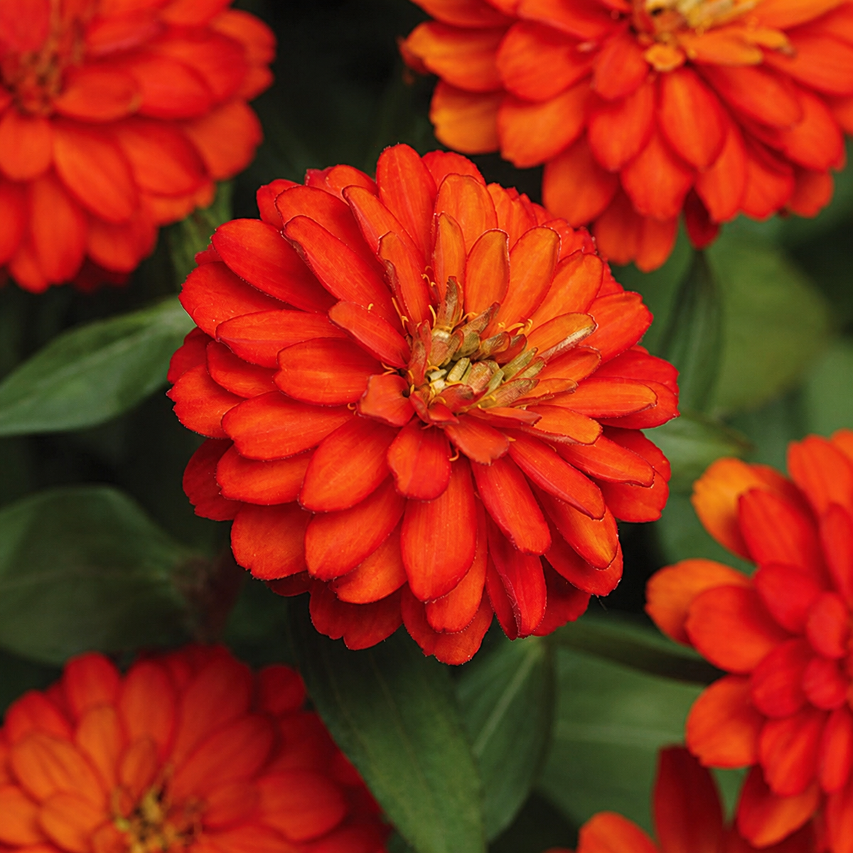 ZINNIA ZAHARA DOUBLE FIRE