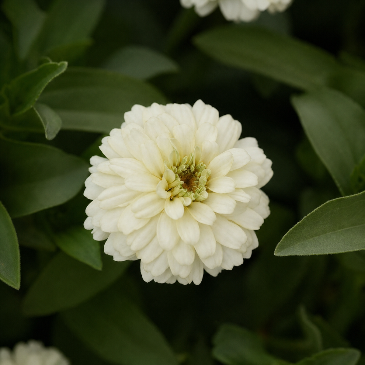 ZINNIA ZAHARA DOUBLE WHITE
