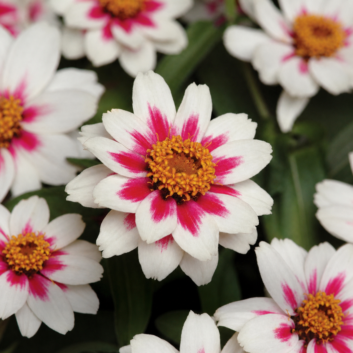 ZINNIA ZAHARA STARLIGHT ROSE