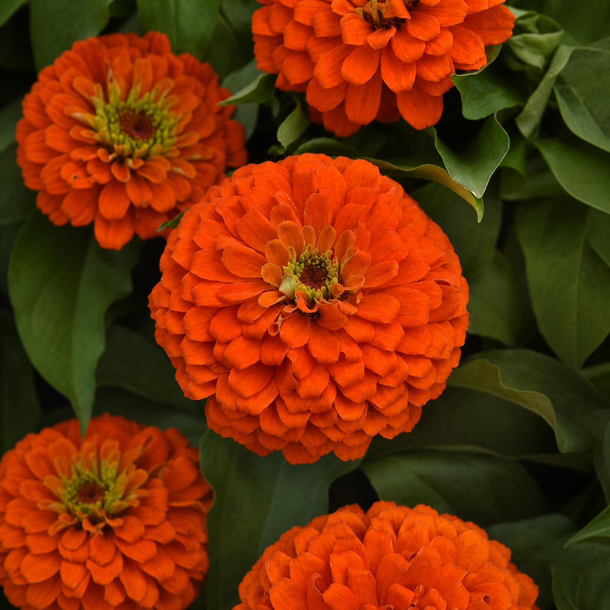 Zinnia Zesty Orange Seeds - Ubuntuberg Seeds product image