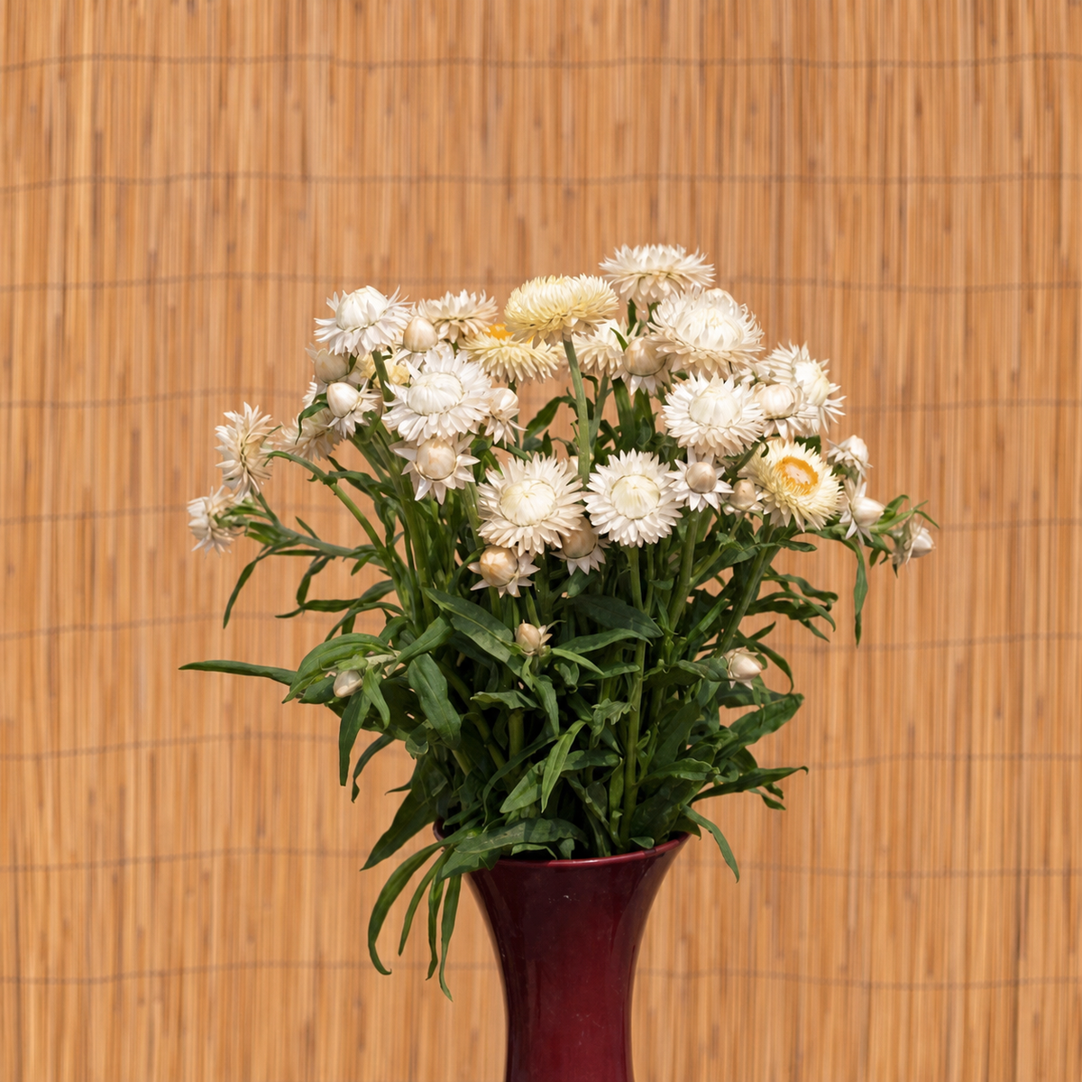 Helichrysum Bracteatum Frosted Sulphur Seeds - Ubuntuberg Seeds product image