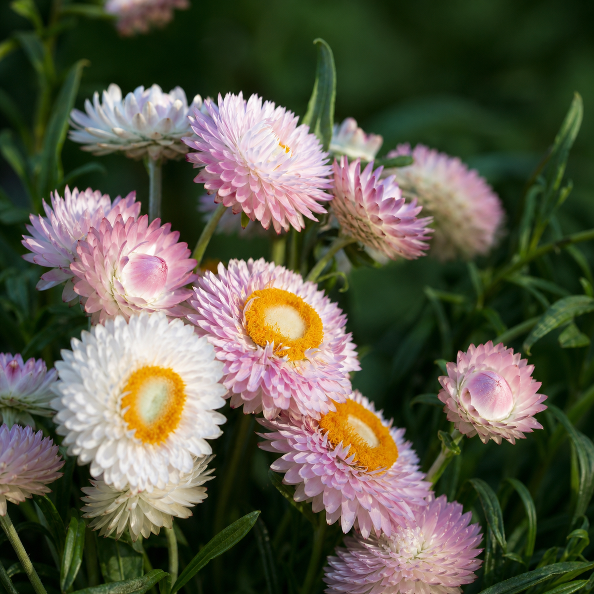 Helichrysum Bracteatum Silvery Rose Seeds - Ubuntuberg Seeds product image