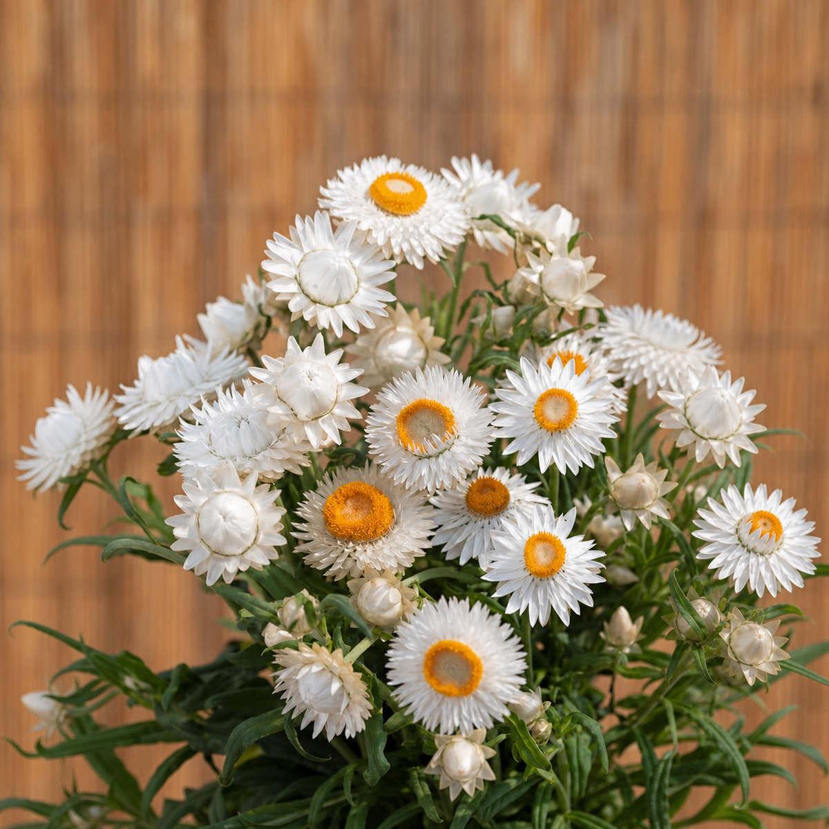 Helichrysum Bracteatum Silvery White Seeds - Ubuntuberg Seeds product image