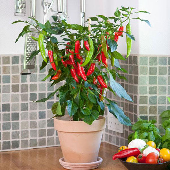 CAPSICUM POT PEPPER FAJITA