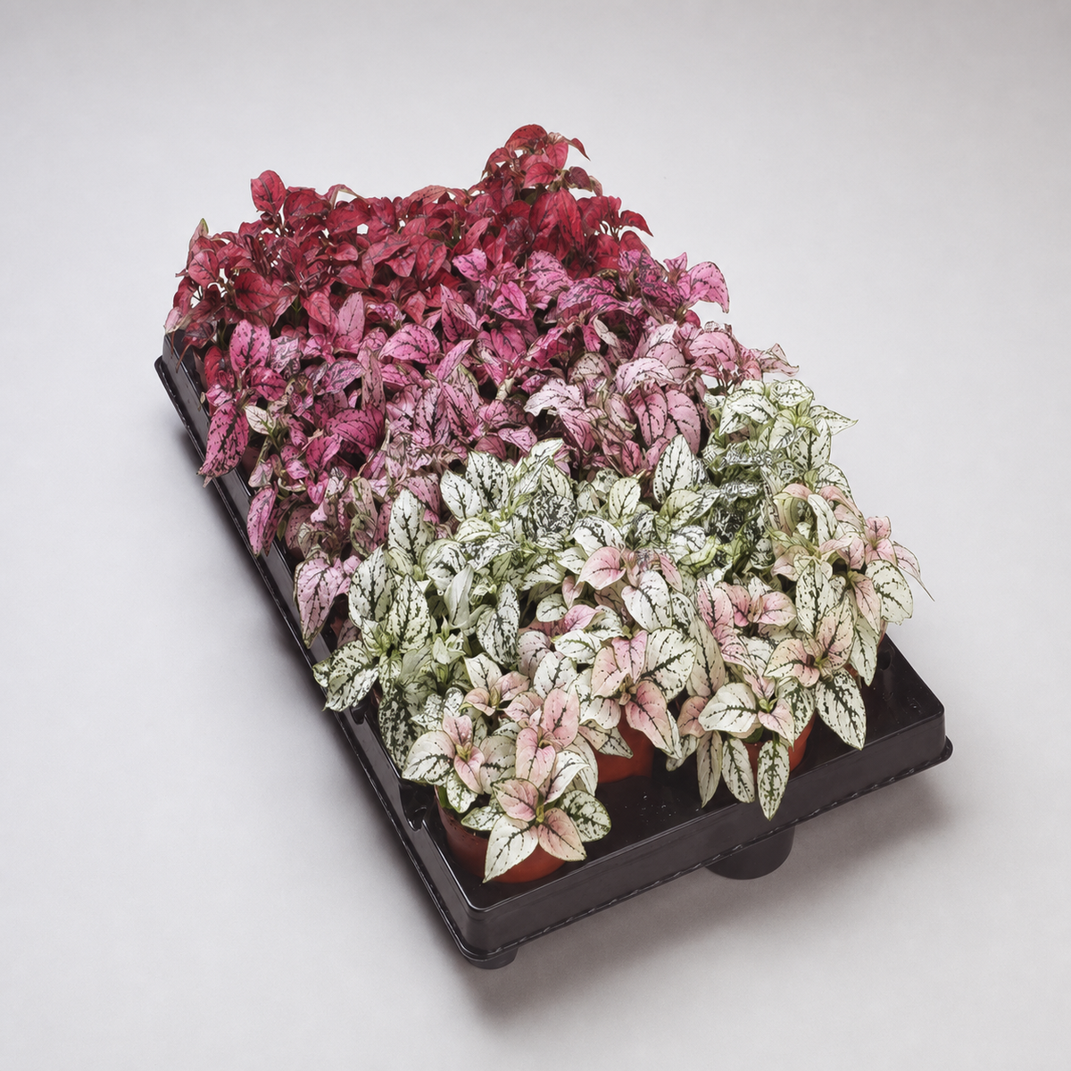 Hypoestes Confetti Compact Mix