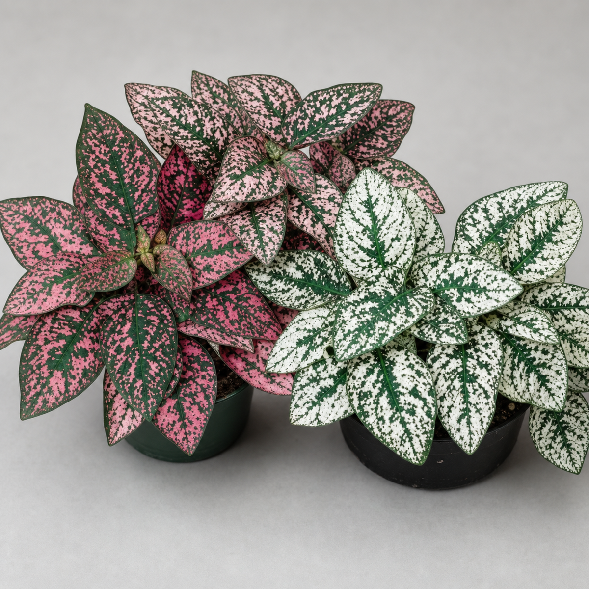 Hypoestes Splash Select Mix
