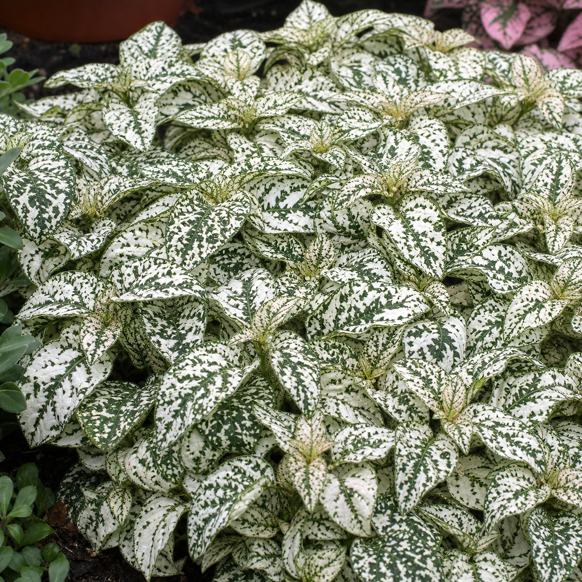 HYPOESTES SPLASH SELECT WHITE