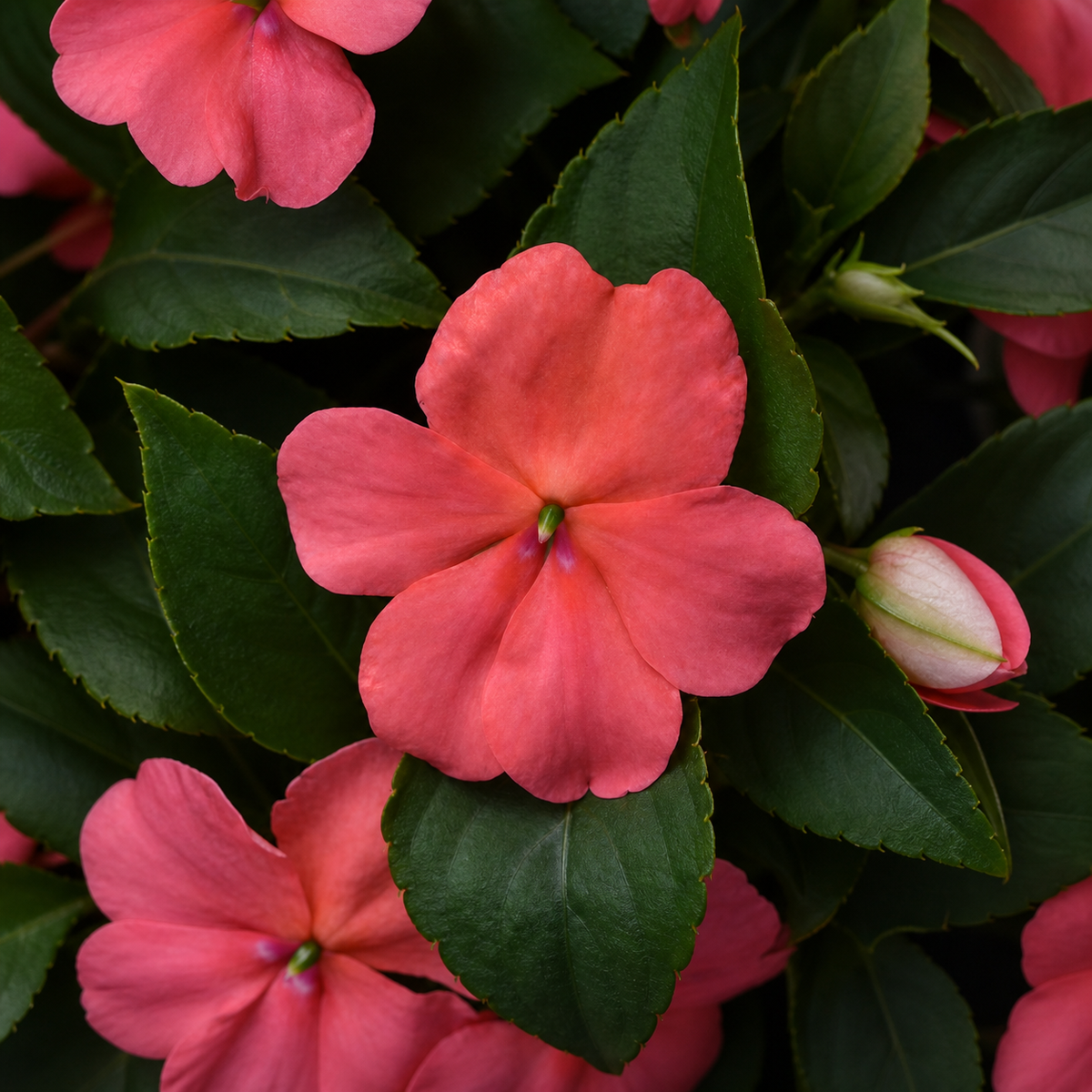 Impatiens Beacon Coral