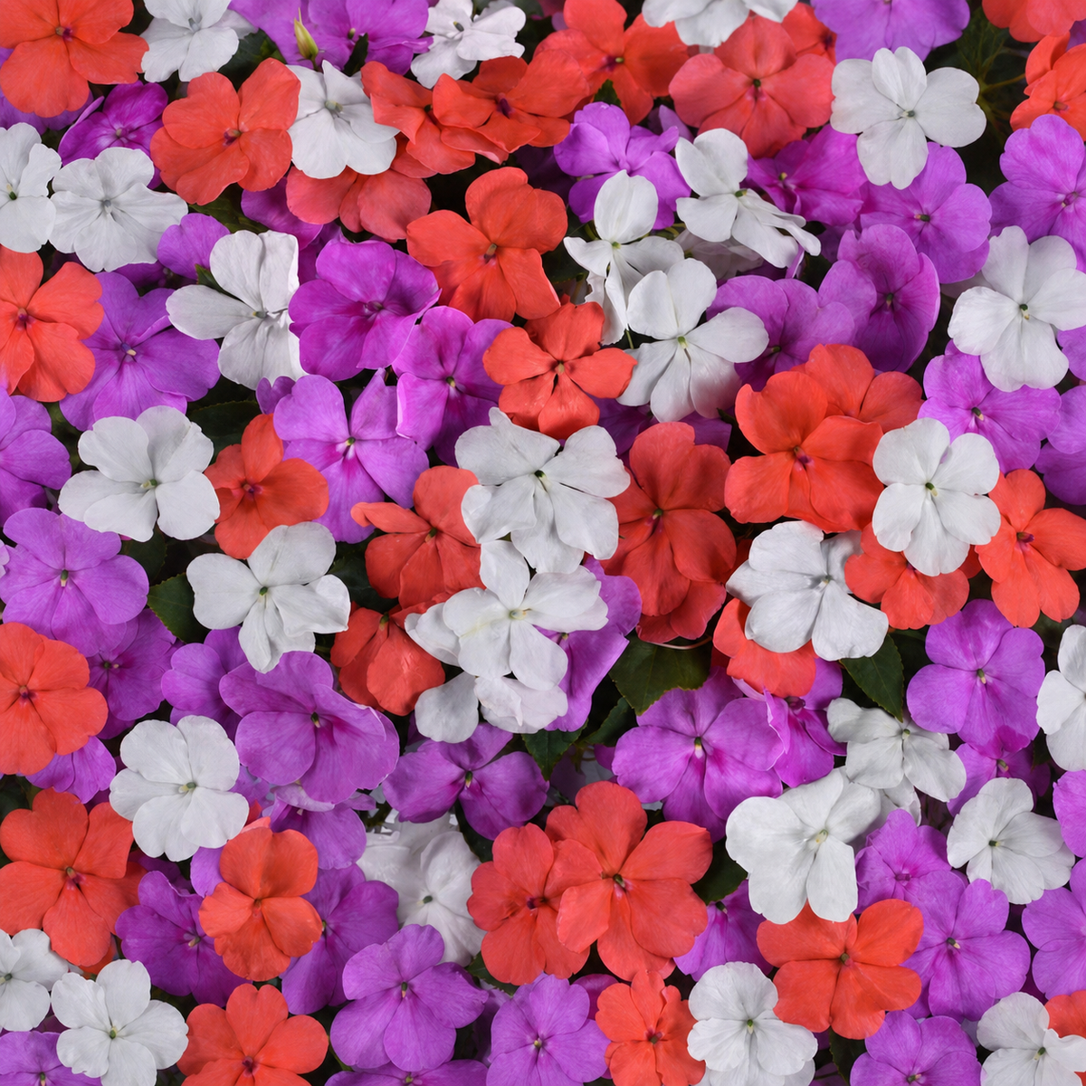 Impatiens Beacon Mix Pearl Island